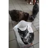Mes chats