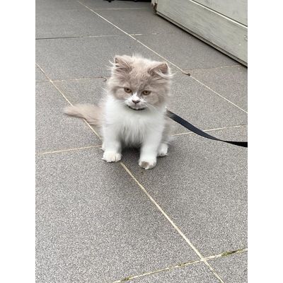 Rafke zijn eerste wandeling