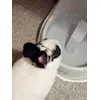 Pan-Pan
