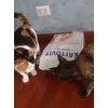 Kattovit ci piace