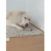 Os Aplha demi-jambon