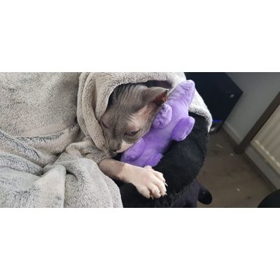 Rambo is verliefd