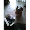 Willy