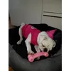 Milky avec son os Kong