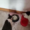 Ciotola adorata dai miei 2 gatti