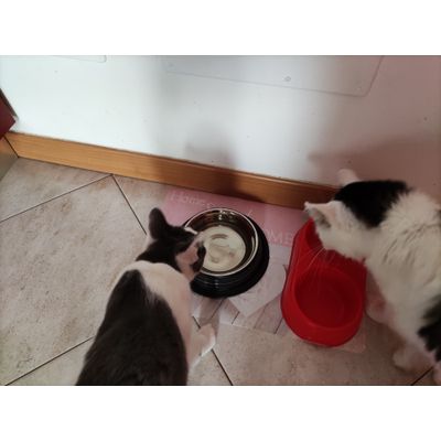 Ciotola adorata dai miei 2 gatti
