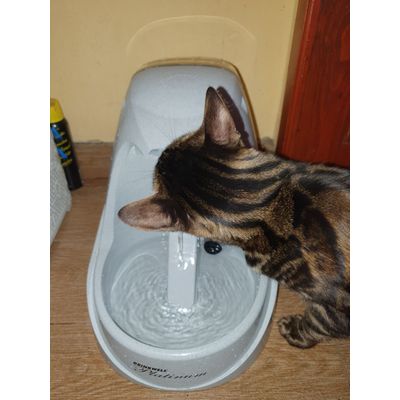 Ash Jade s fountain
