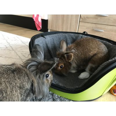 Happy bunnys