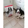 Cody med sit nye hundefoder