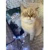 Albus si calendarul de advent