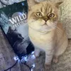 Albus si calendarul de advent