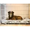 Savic Dog Residence 4