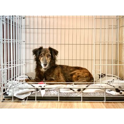 Savic Dog Residence 4