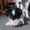 Puppy approved