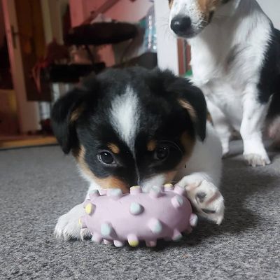 Puppy approved