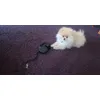 Flexi voditko 8m a boxik