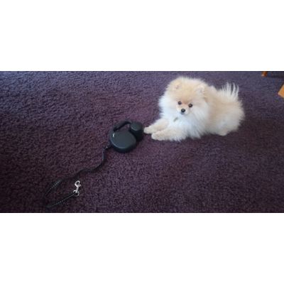 Flexi voditko 8m a boxik