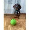 Bozo