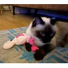 Flamingo cadeautje 