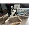 Wolf of Wilderness 
