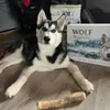 Wolf of Wilderness