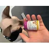 Happy Sphynx