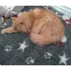 Pusik de relax 