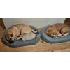 Sleepy doggos