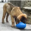 Vasko Leonberg de  4 mois 