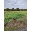 Barney Beagle