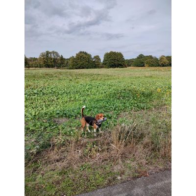 Barney Beagle