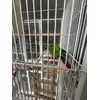  Ma conure adore