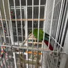 Ma conure adore