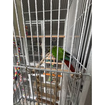 Ma conure adore