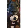 Django elsker bamse