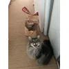Swiffer et ses croquettes 