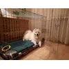 XXL for samoyed junior