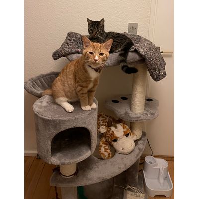 The cats loves it