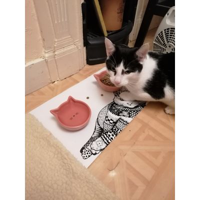 First meal