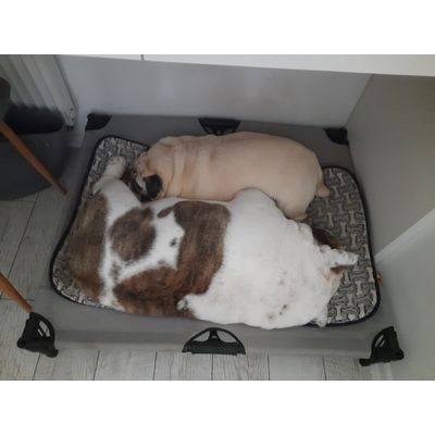 Rysio i Jadzia