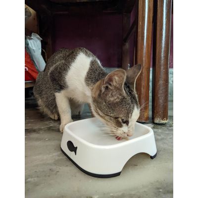 Oh wow new food bowl