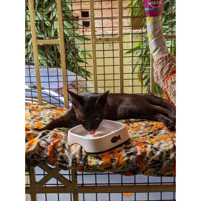 New food in new bowl