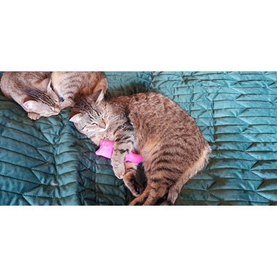 My male cat loves everything pink