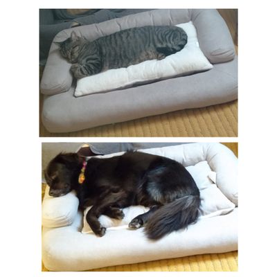 Siesta por turnos