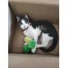 Mochi e il broccolino