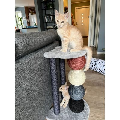 Kittens