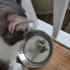 Water bowl aka mirror for existential crisis