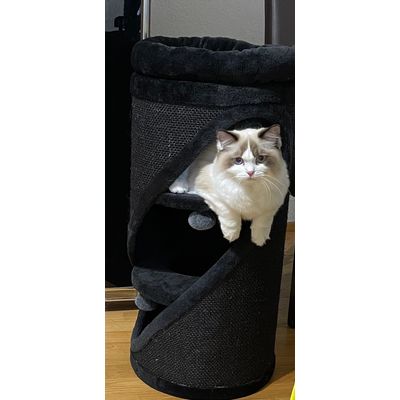Ragdoll