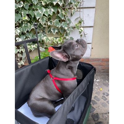 Grey at the restaurant