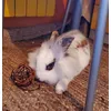 Yummy crunchy apple ball